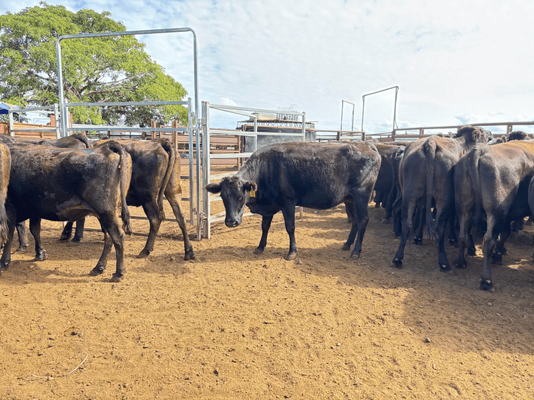 Wagyu PTIC 8.png