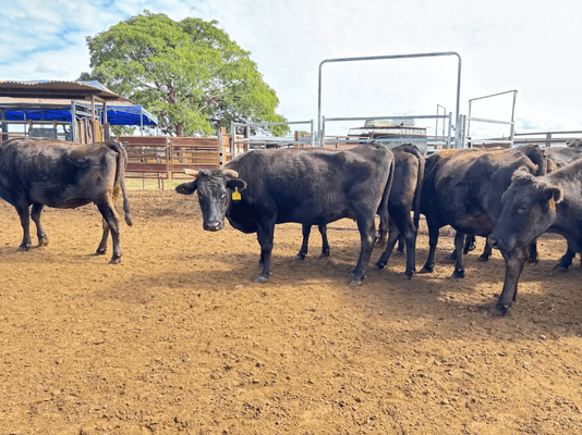 Wagyu PTIC 7.png