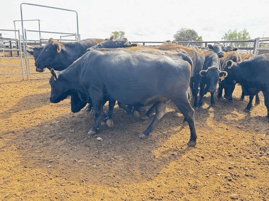 Wagyu PTIC 6.png