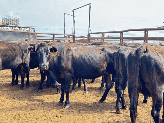 Wagyu PTIC 5.png