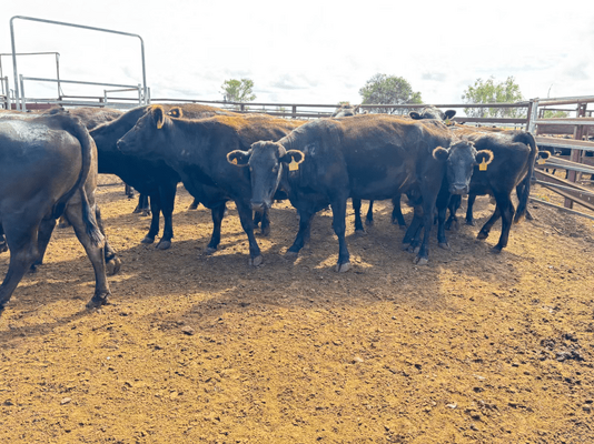 Wagyu PTIC 4.png