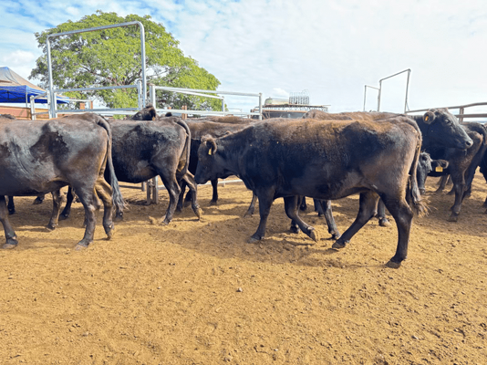 Wagyu PTIC 3.png