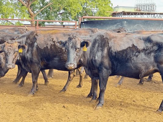 Wagyu PTIC 2.png