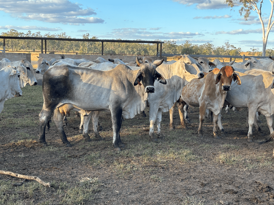 PTIC Cows .png