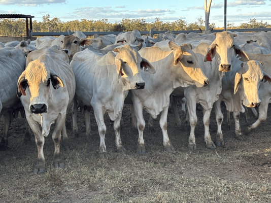 PTIC Cows 2.png