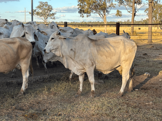 PTIC Cows 18.png