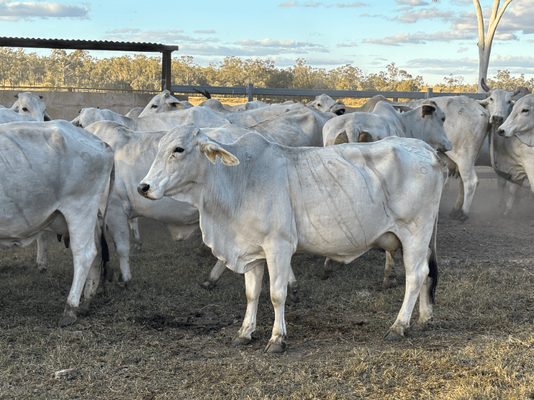 PTIC Cows 17.png