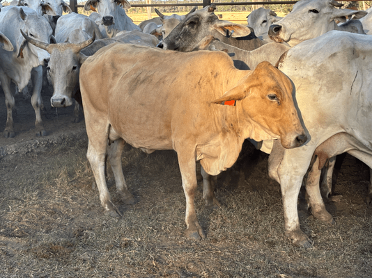 PTIC Cows 16.png