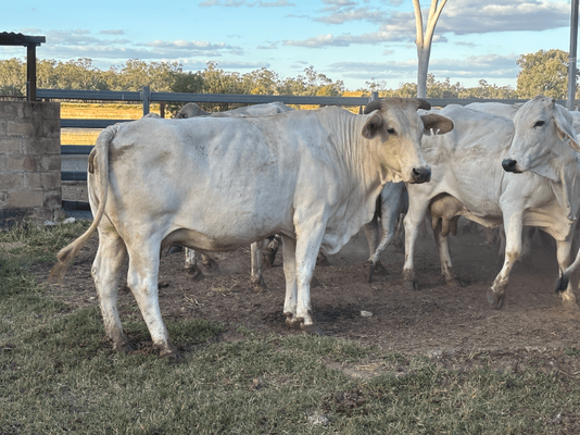 PTIC Cows 15.png