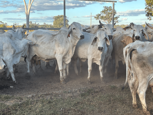 PTIC Cows 14.png