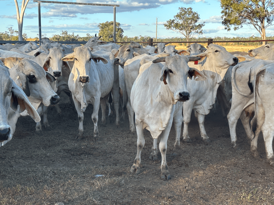PTIC Cows 12.png