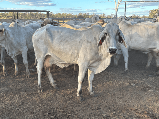 PTIC Cows 11.png