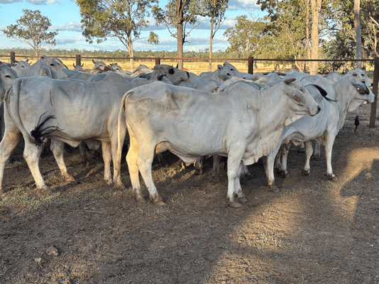 PTIC Cows 10.png