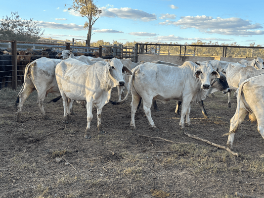 PTIC Cows 9.png