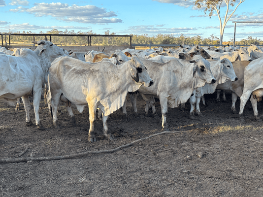 PTIC Cows 8.png