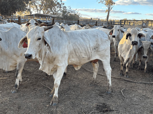 PTIC Cows 7.png