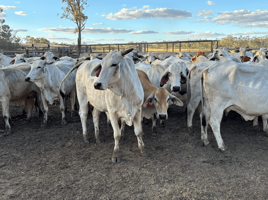 PTIC Cows 6.png