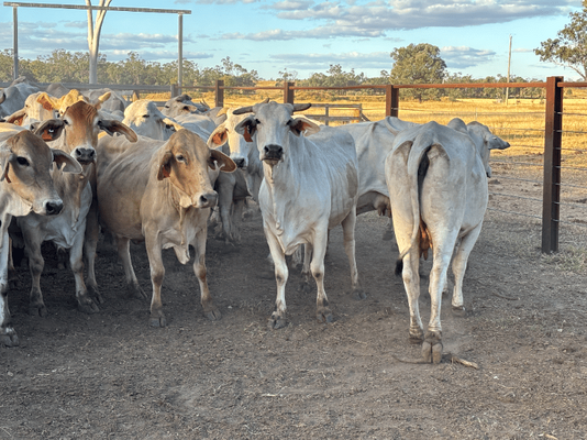 PTIC Cows 5.png