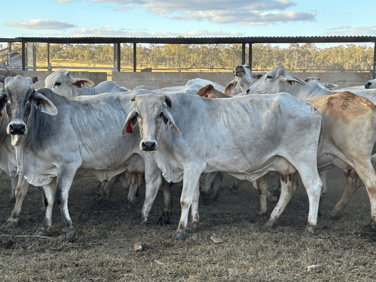 PTIC Cows 4.png