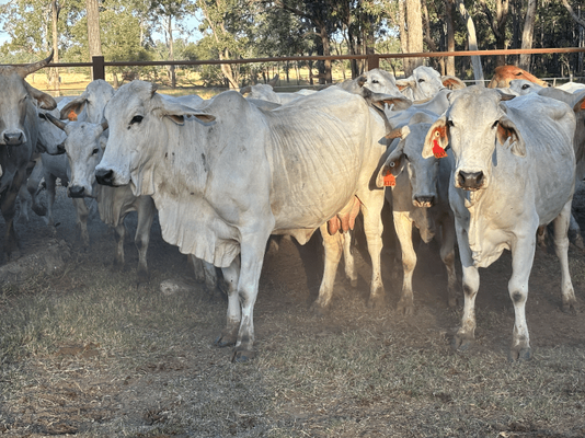 PTIC Cows 3.png