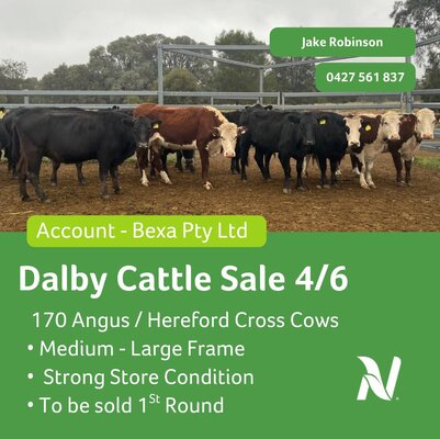 Dalby Cattle Sale 9.jpg