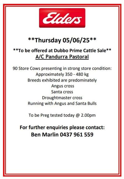 Dubbo Prime Cattle Sale 3.jpg