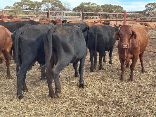Dubbo Prime Cattle Sale 6.jpg