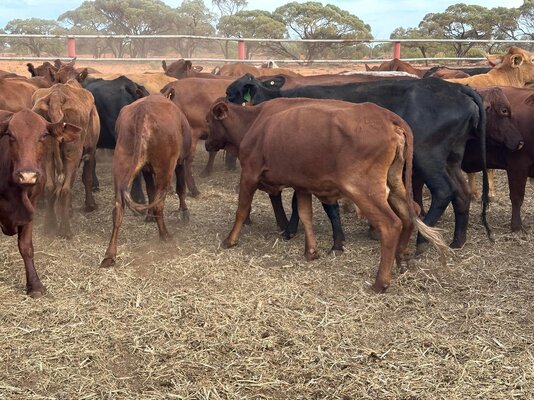 Dubbo Prime Cattle Sale 5.jpg