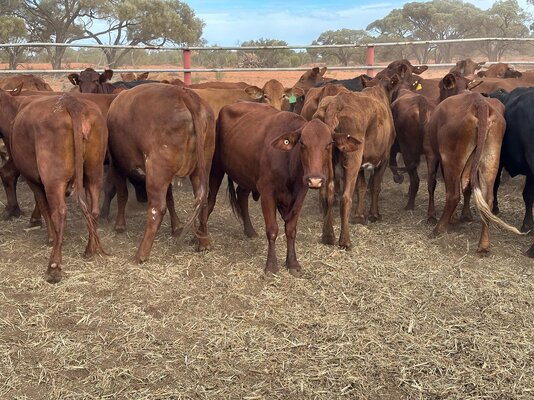 Dubbo Prime Cattle Sale 4.jpg