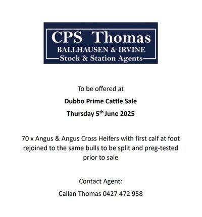 Dubbo Prime Cattle Sale 7.jpg