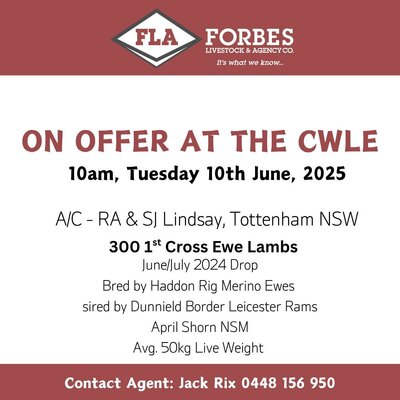 CWLE FOrbes Sheep Sale.jpg