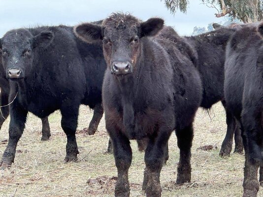 CTLX (Carcoar) CTLX Store Cattle Sale .jpg