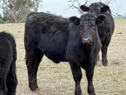 CTLX (Carcoar) CTLX Store Cattle Sale 6.jpg