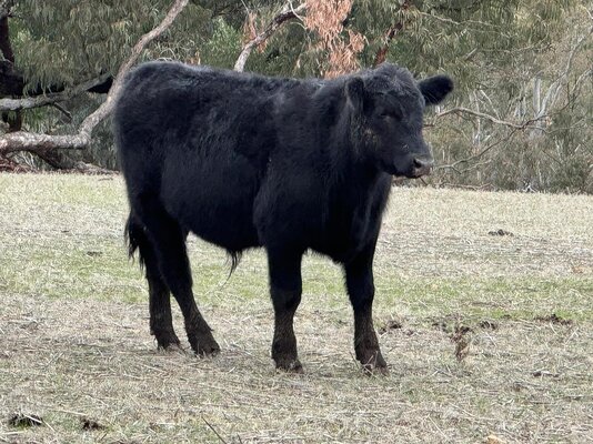 CTLX (Carcoar) CTLX Store Cattle Sale 5.jpg