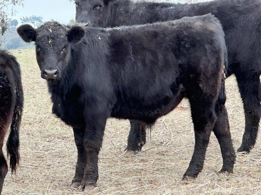 CTLX (Carcoar) CTLX Store Cattle Sale 4.jpg