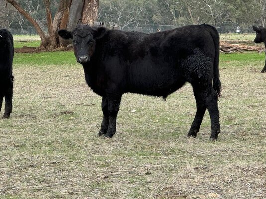 CTLX (Carcoar) CTLX Store Cattle Sale 3.jpg