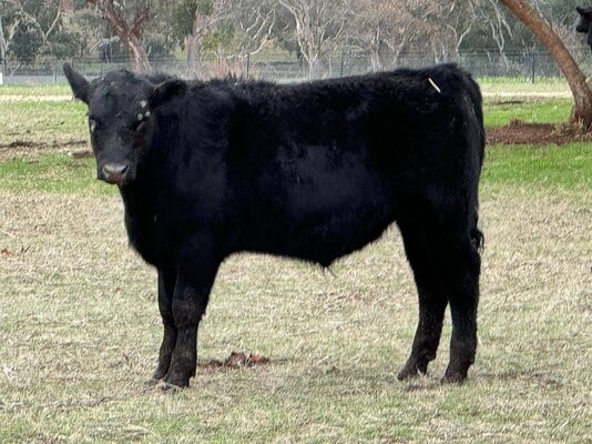 CTLX (Carcoar) CTLX Store Cattle Sale 2.jpg