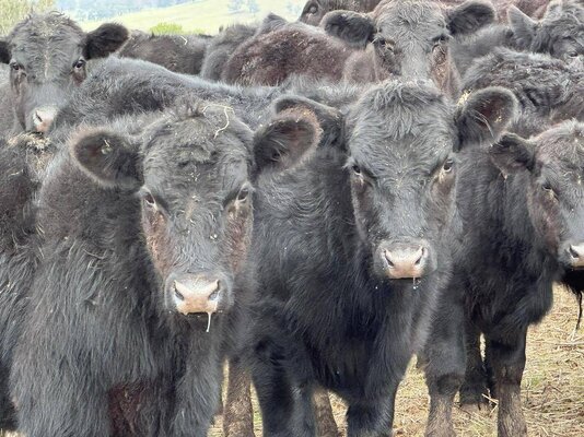 CTLX (Carcoar) CTLX Store Cattle Sale 7.jpg