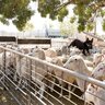 Cowra Regional Livestock Selling Centre