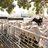 Cowra Regional Livestock Selling Centre
